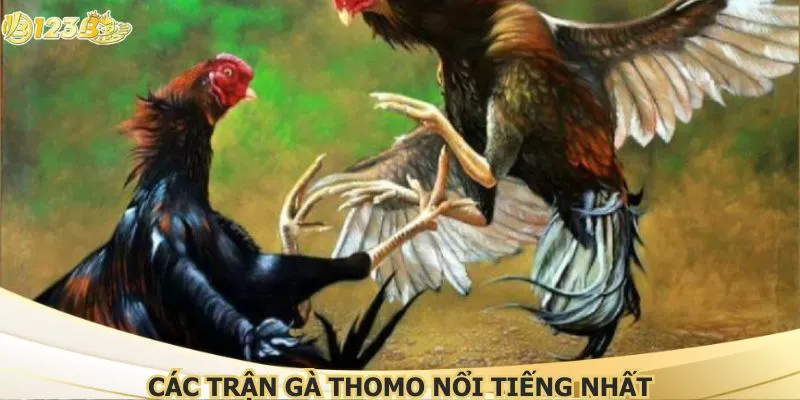 Các trận gà thomo nổi tiếng nhất, Gay Cấn Không Thể Bỏ Lỡ