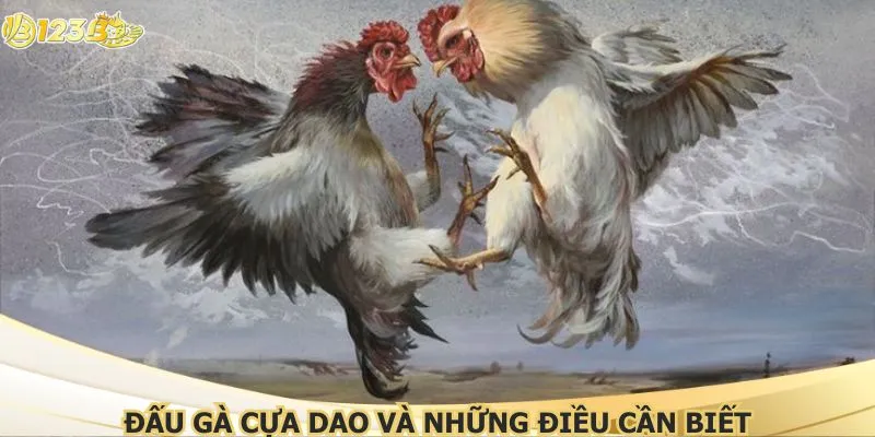 Đấu gà cựa dao và những điều cần biết