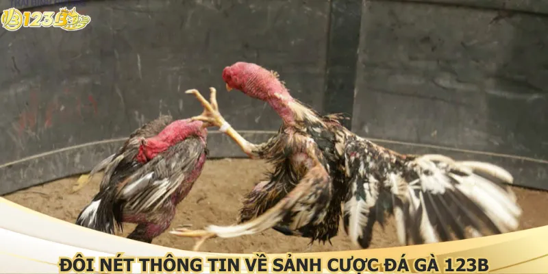 Đôi nét thông tin về sảnh cược đá gà 123B