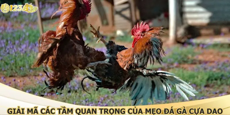 Giải mã các tầm quan trọng của mẹo đá gà cựa dao