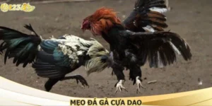 Mẹo Đá Gà Cựa Dao - Bí Kíp Nắm Trọn Mọi Trận Đấu