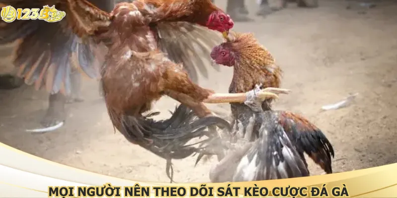 Mọi người nên theo dõi sát kèo cược đá gà