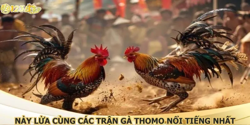 Nảy lửa cùng các trận gà thomo nổi tiếng nhất