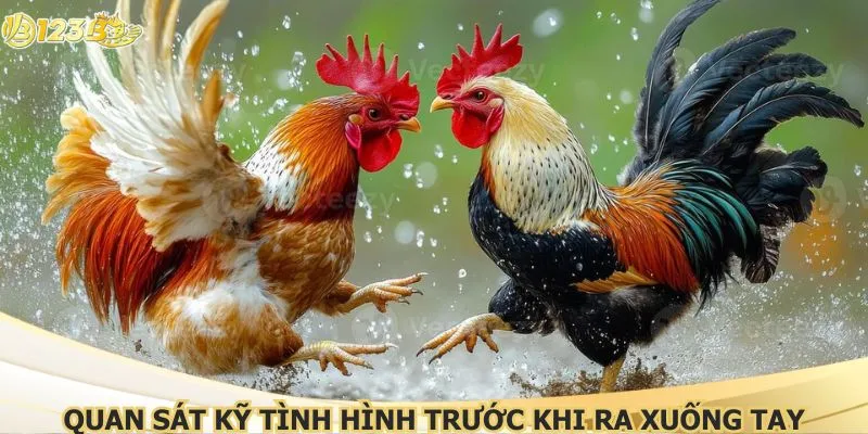 Quan sát kỹ tình hình trước khi ra xuống tay