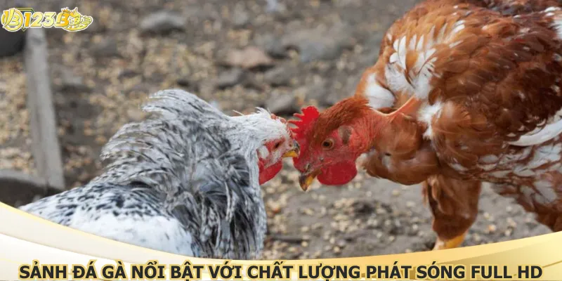 Sảnh đá gà nổi bật với chất lượng phát sóng full HD