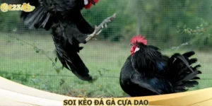 Soi Kèo Đá Gà Cựa Dao Chuẩn Chiến Thuật Tại 123B